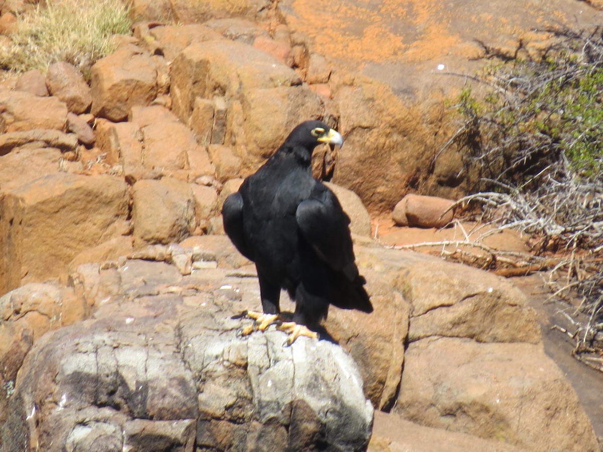 Águila Cafre - ML573037701