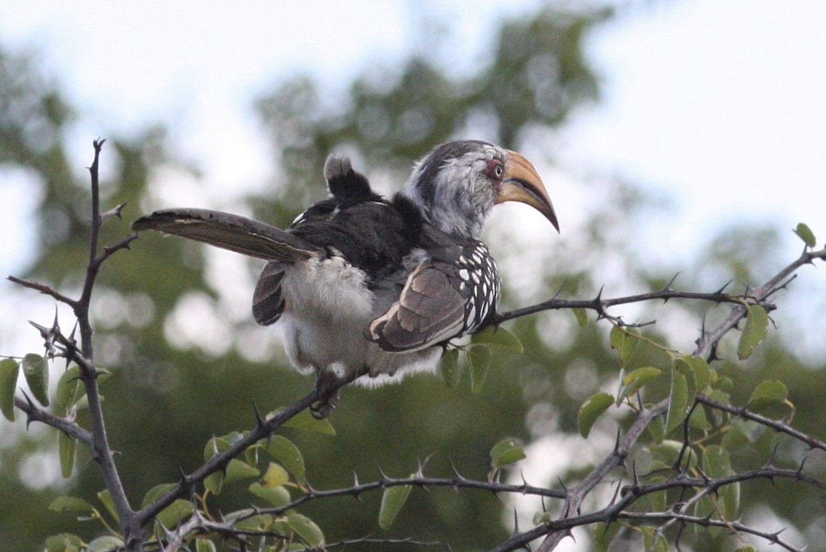 Southern Yellow-billed Hornbill - ML573038221