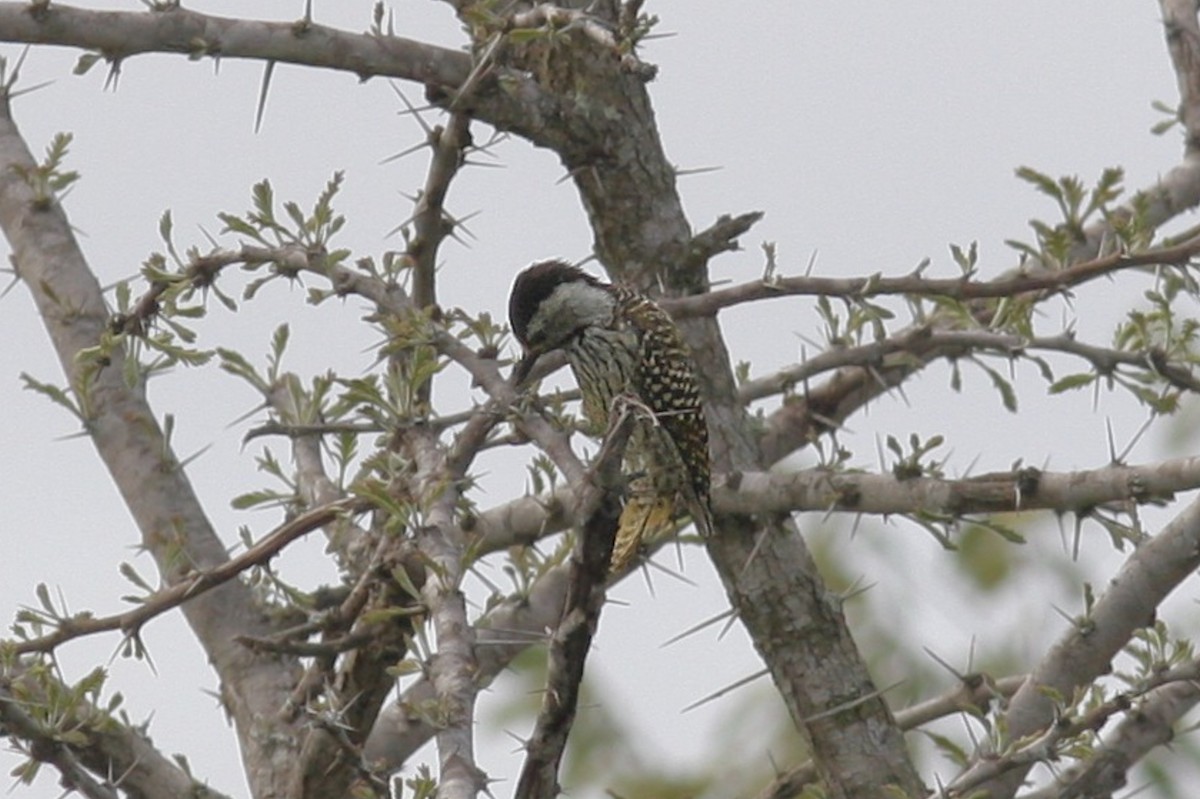 Cardinal Woodpecker - ML573038441