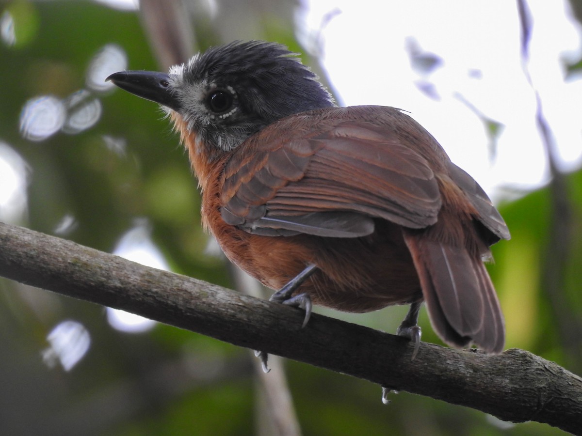 Blackish-gray Antshrike - ML573038821