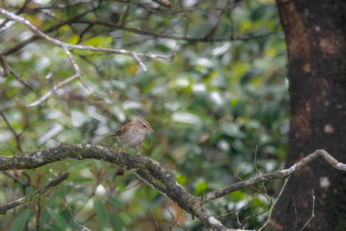 Brownish-flanked Bush Warbler - Shing Arrrrr