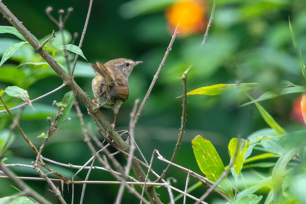 Brownish-flanked Bush Warbler - ML573039061