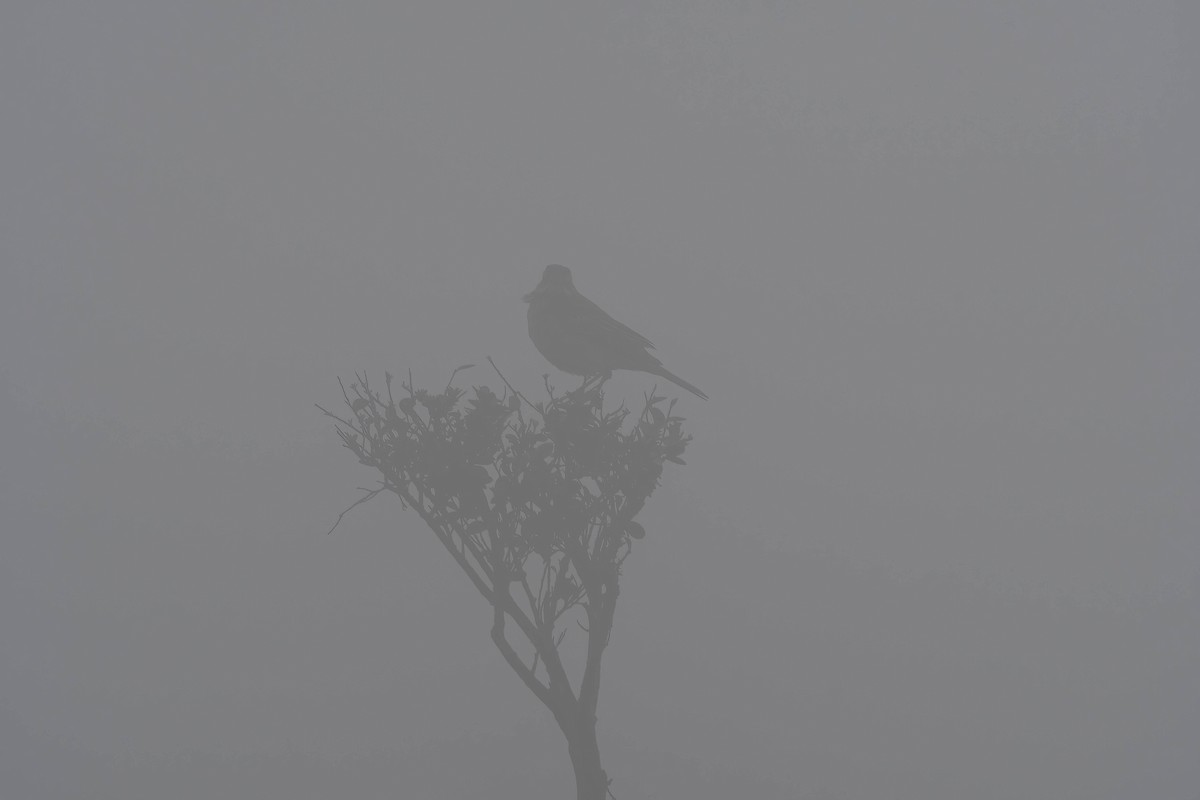 Richard's Pipit - ML573039131