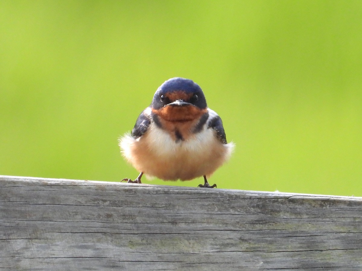 Barn Swallow - ML573039341