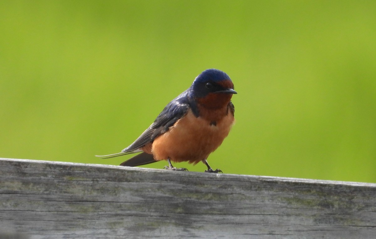 Barn Swallow - ML573039351