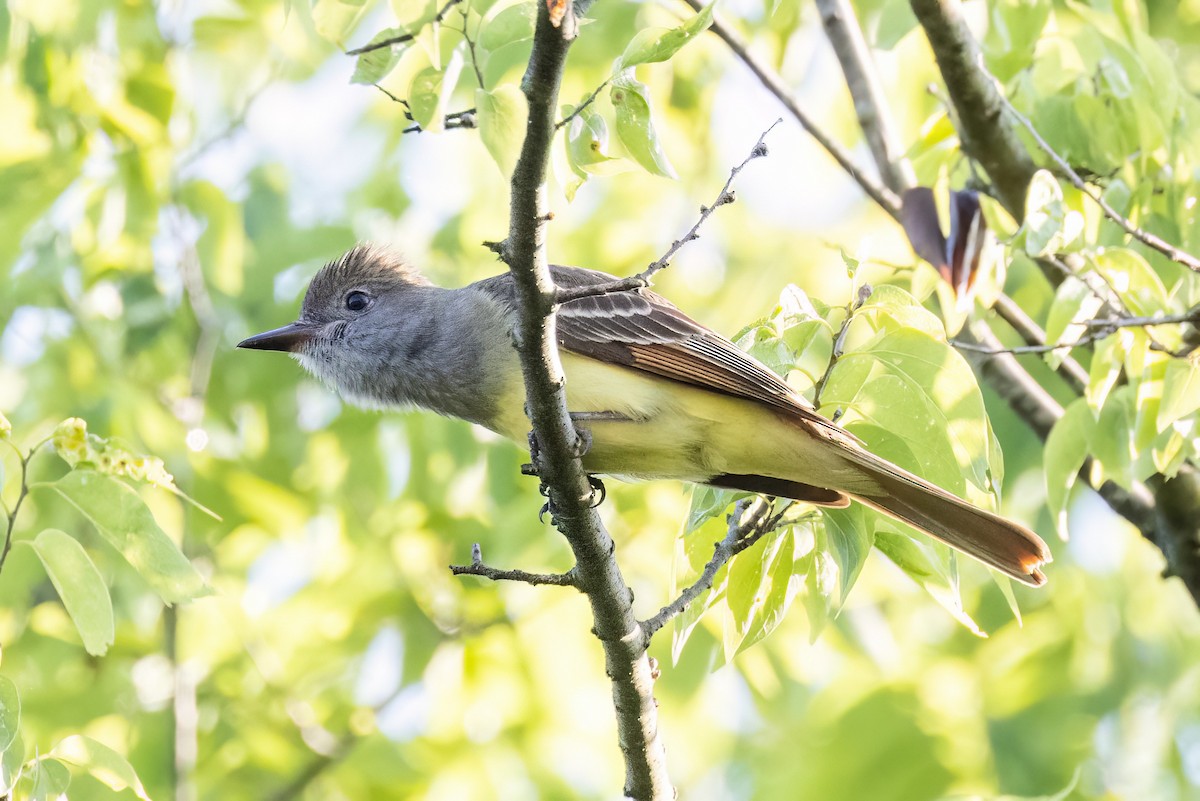 Great Crested Flycatcher - ML573039631