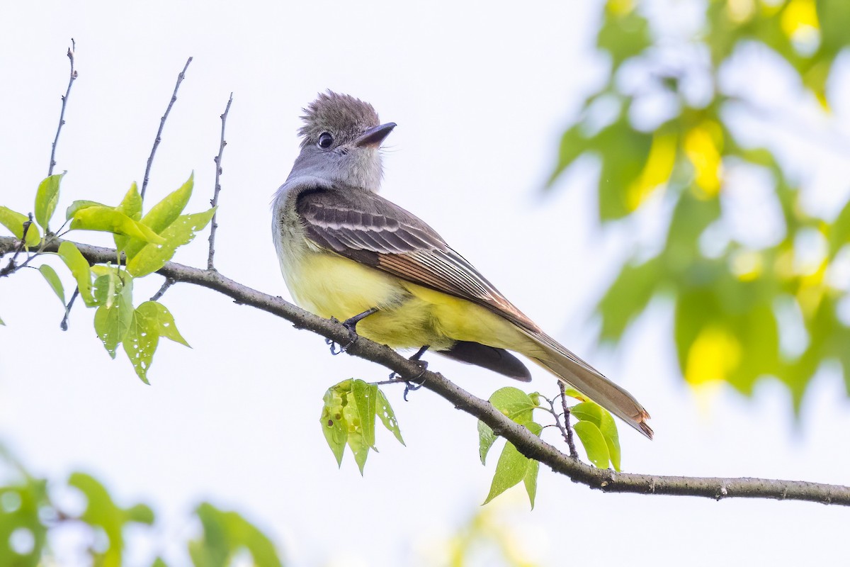 Great Crested Flycatcher - ML573039711