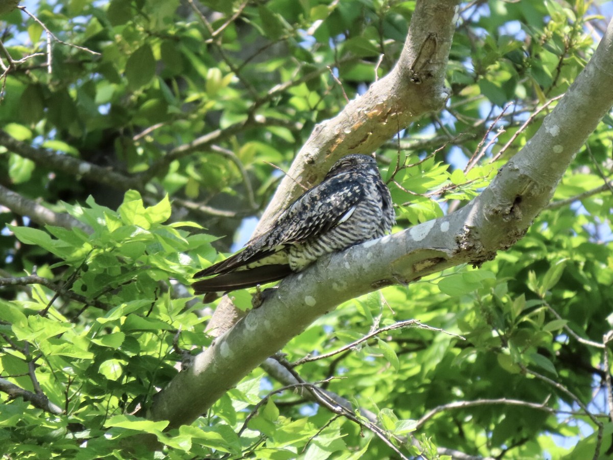 Common Nighthawk - ML573039851