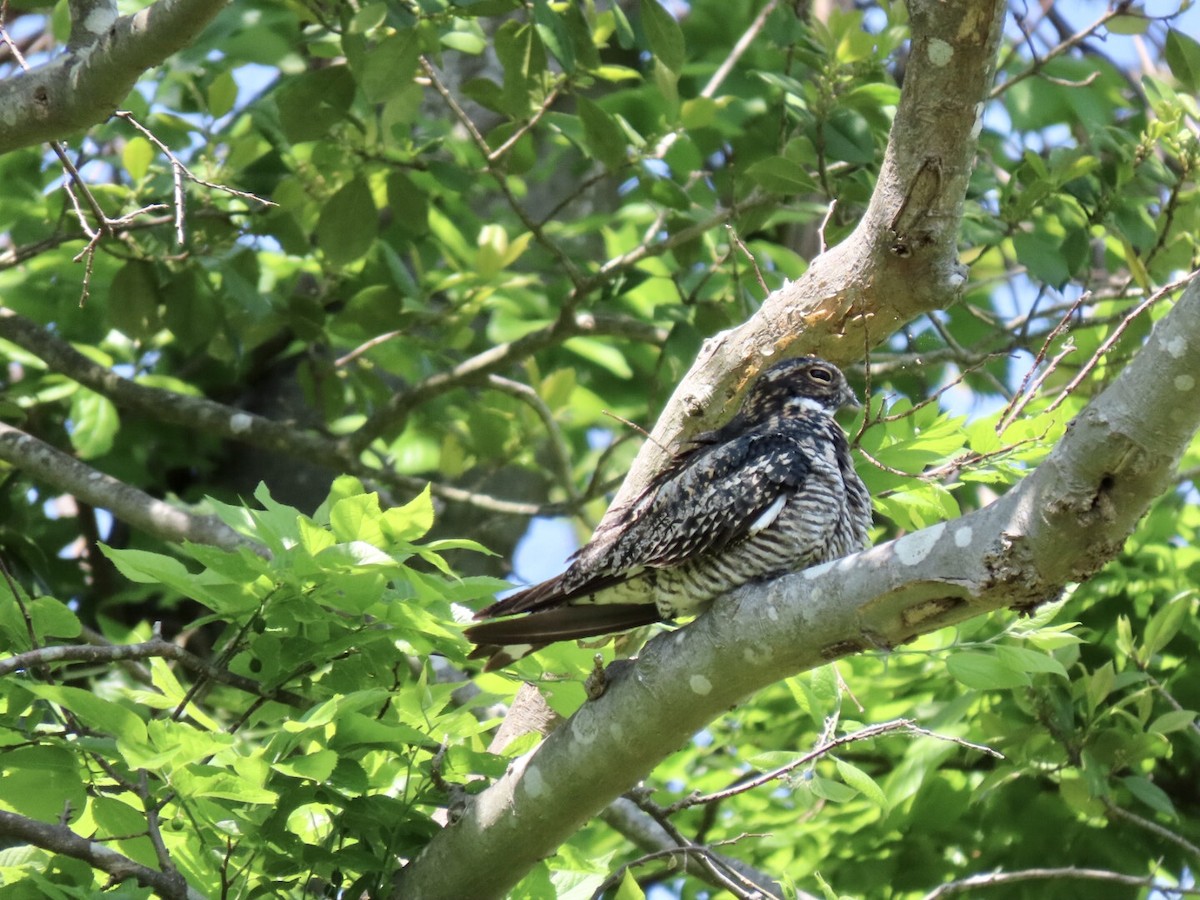 Common Nighthawk - ML573039861