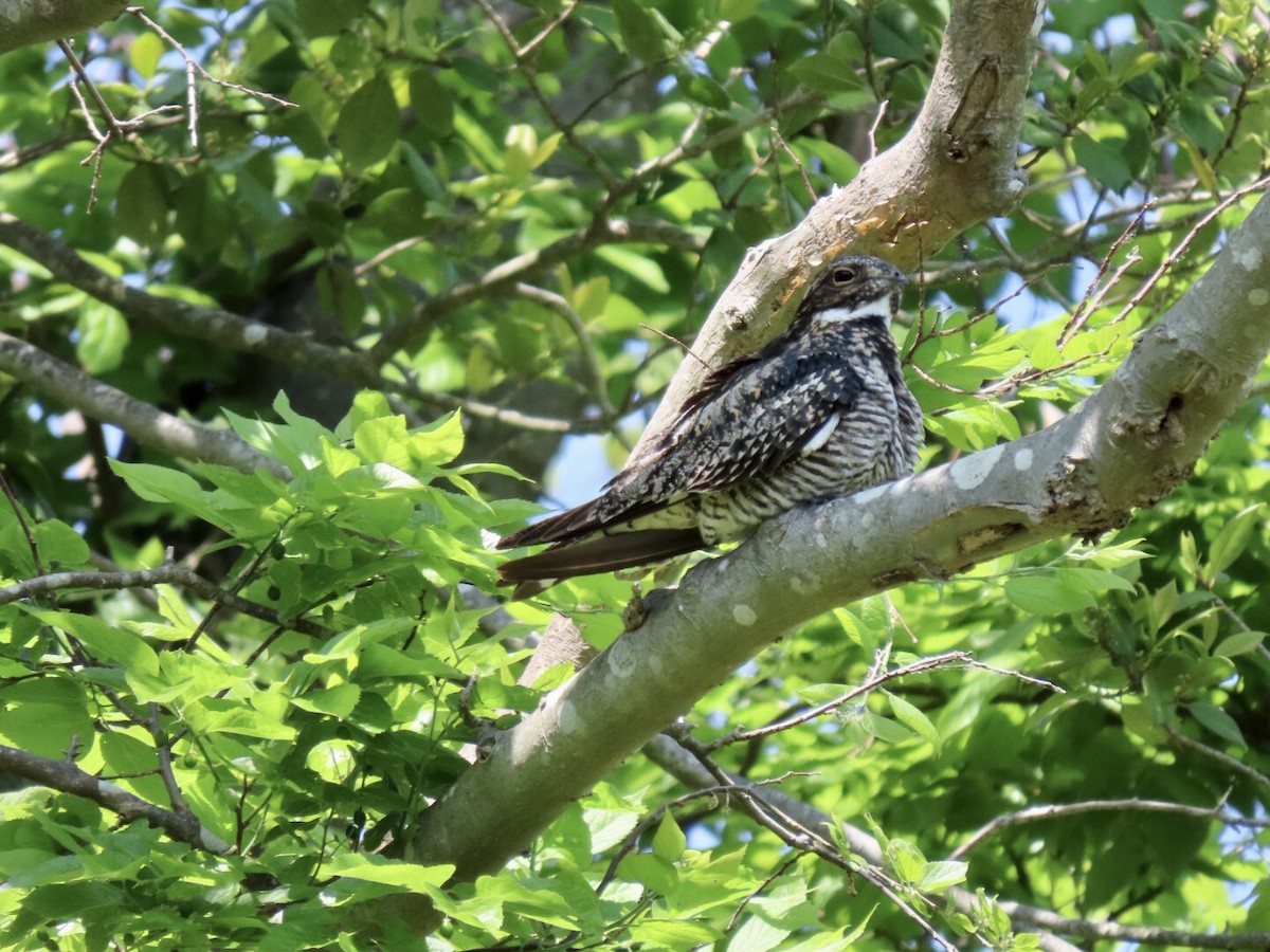 Common Nighthawk - ML573039871
