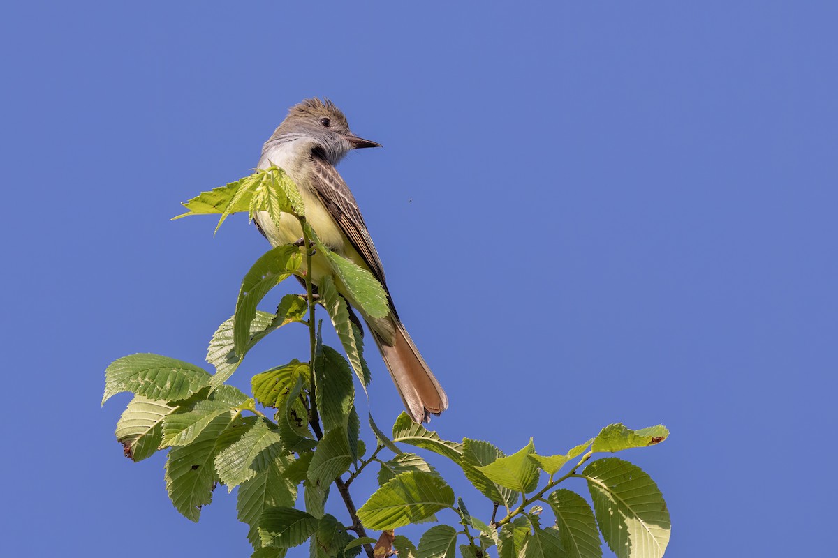 Great Crested Flycatcher - ML573039891