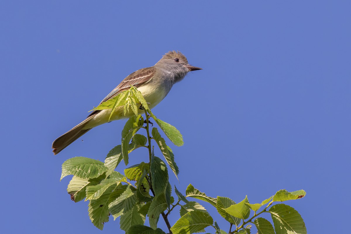 Great Crested Flycatcher - ML573039901