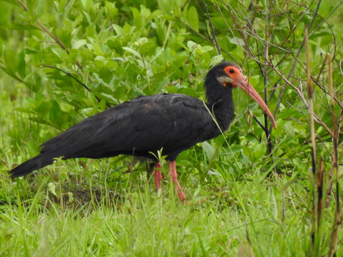 Sharp-tailed Ibis - ML573040051