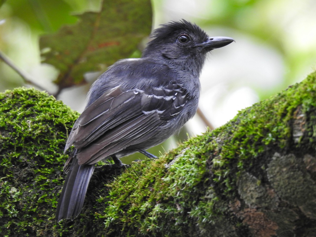 Blackish-gray Antshrike - Jhon Velasquez