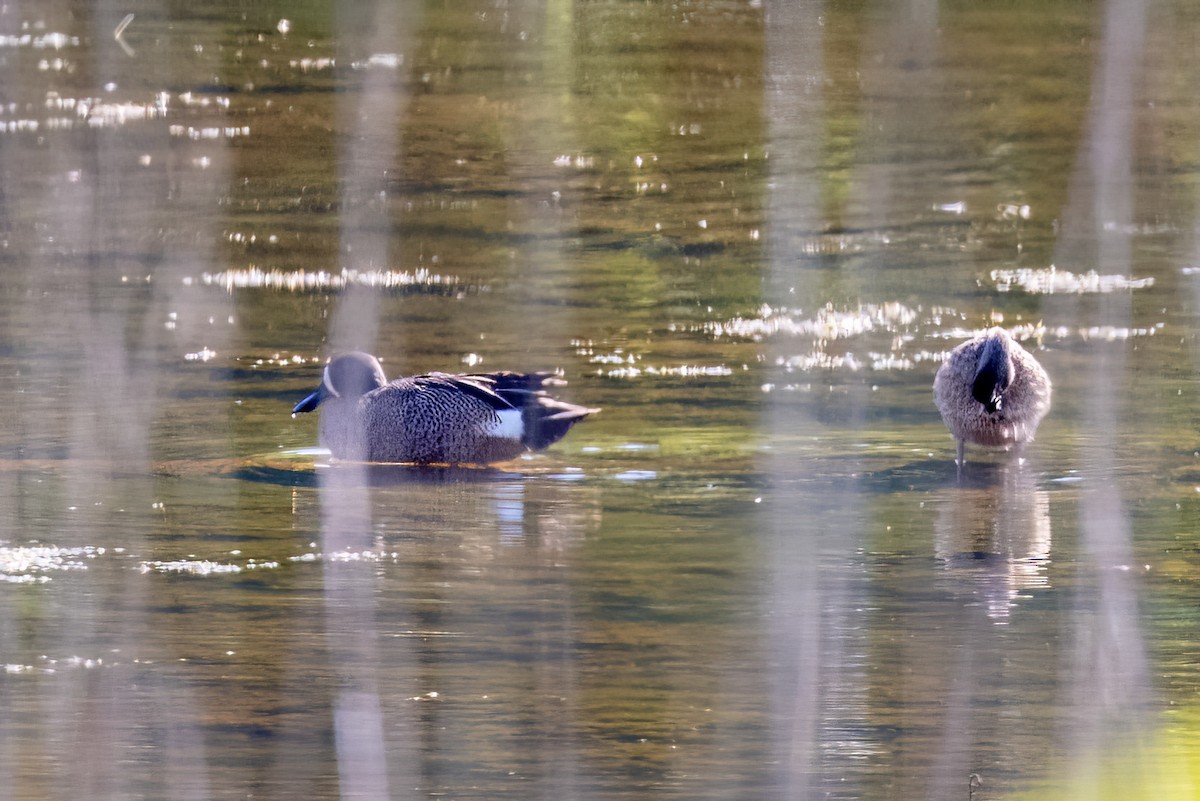 Blue-winged Teal - ML573041351