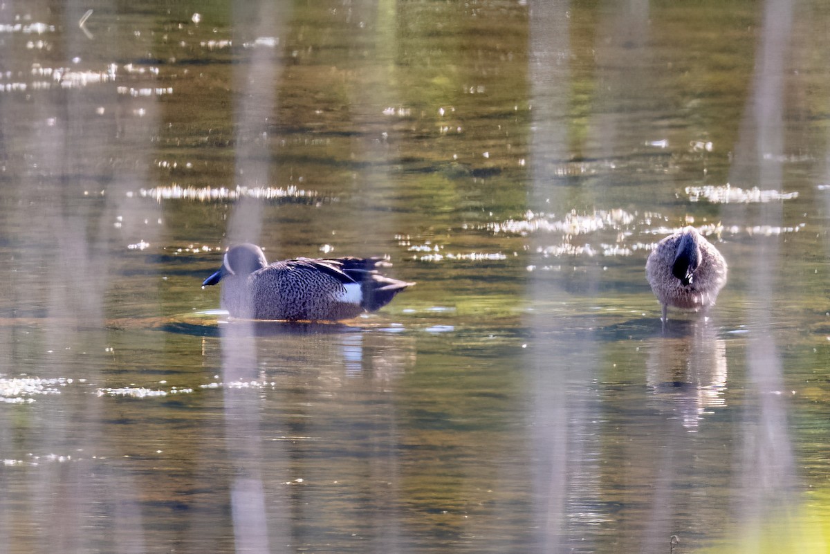 Blauflügelente - ML573041351