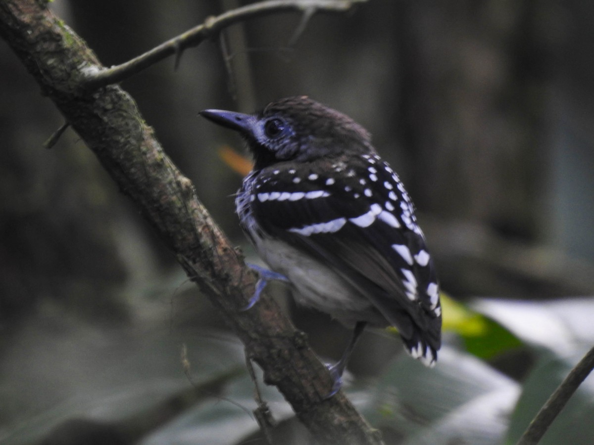 Dot-backed Antbird - ML573041781