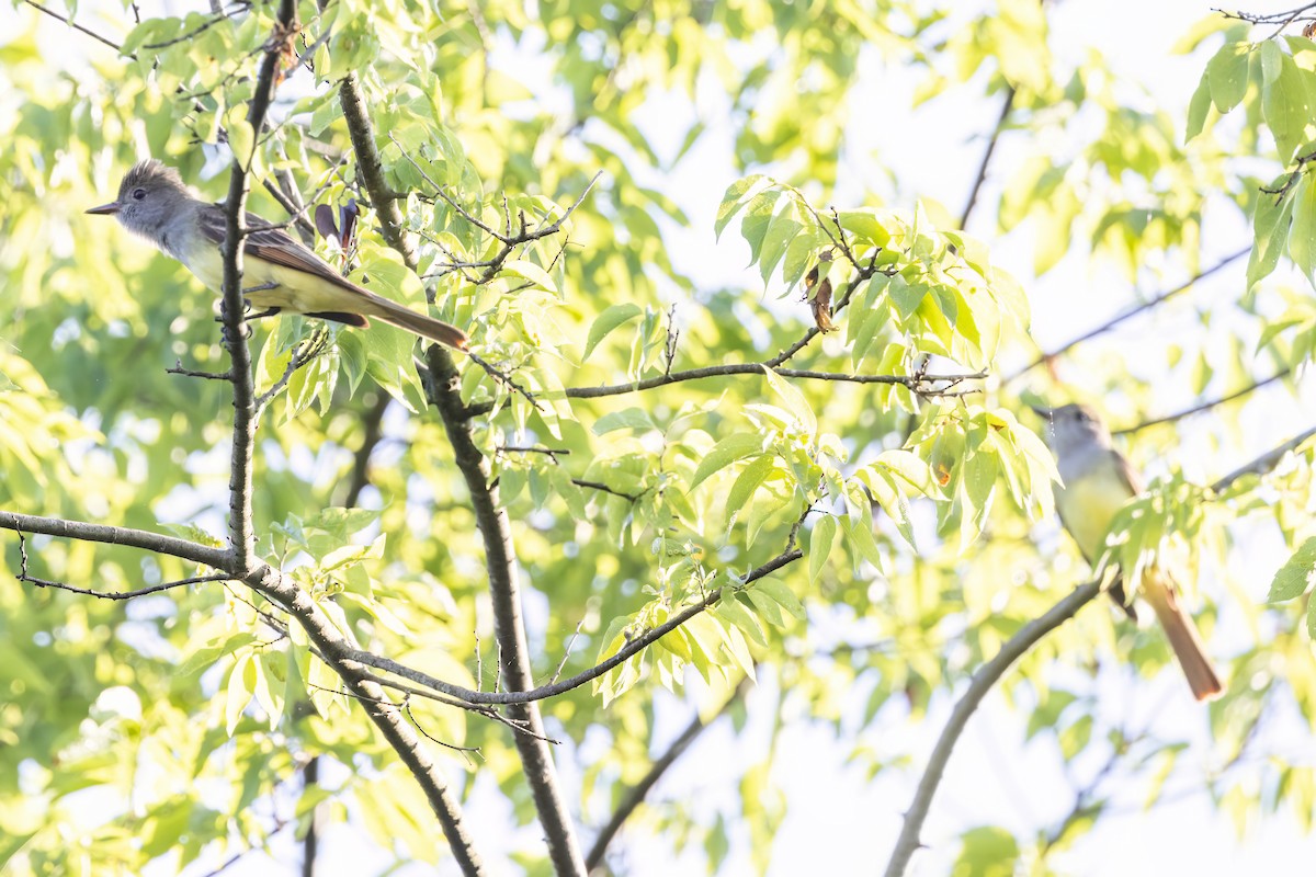 Great Crested Flycatcher - ML573041981