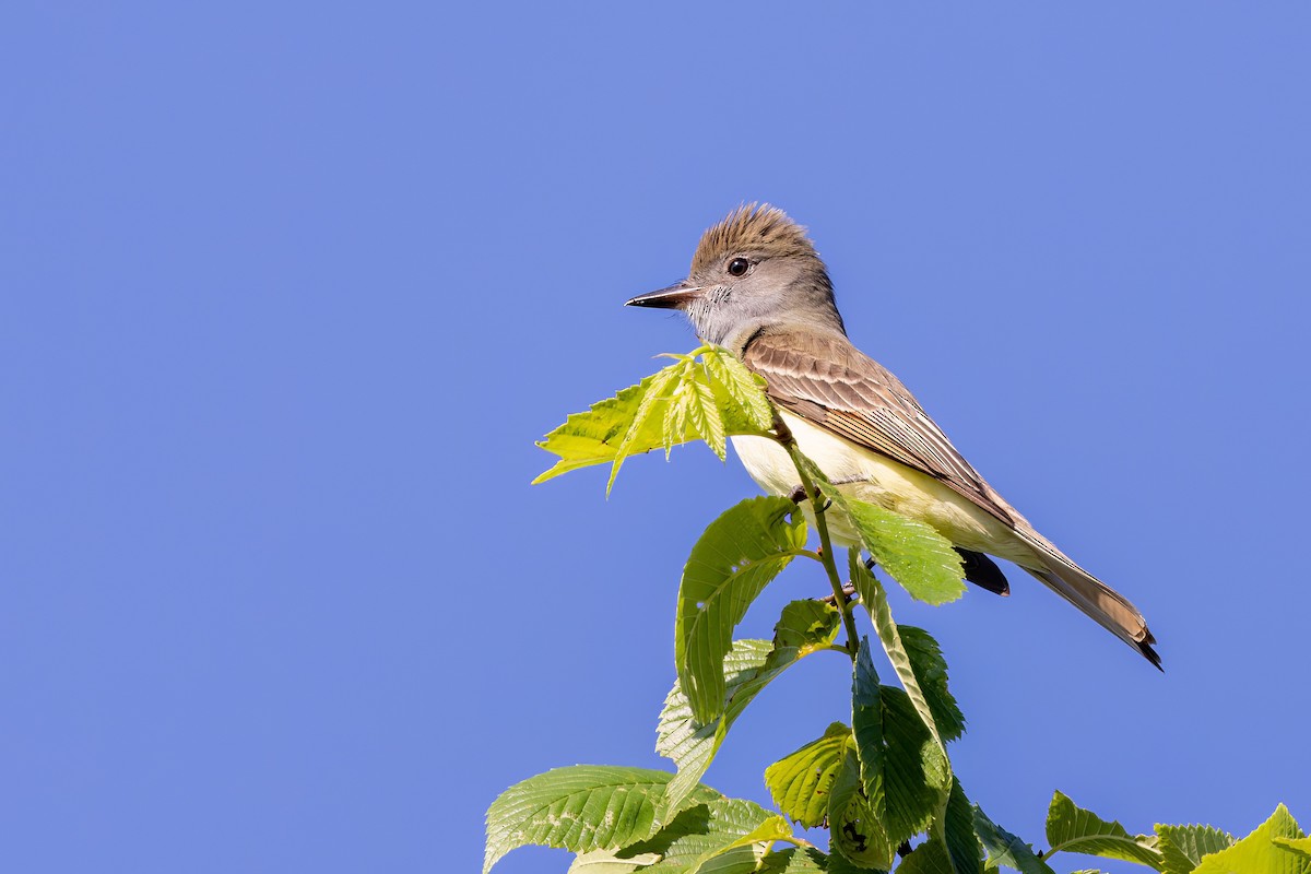 Great Crested Flycatcher - ML573041991