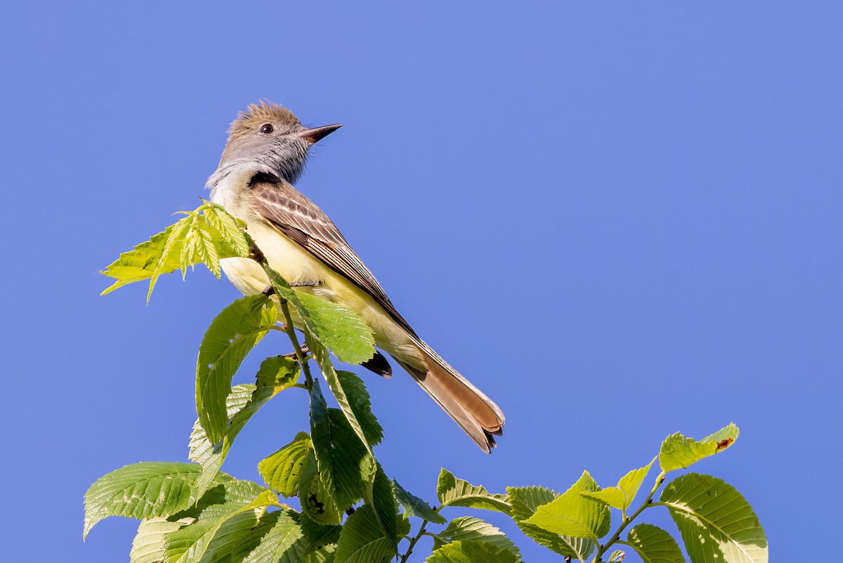 Great Crested Flycatcher - ML573042011