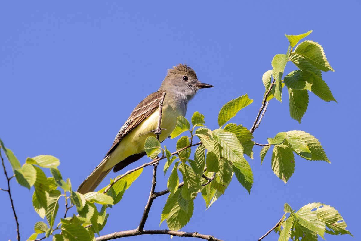Great Crested Flycatcher - ML573042031