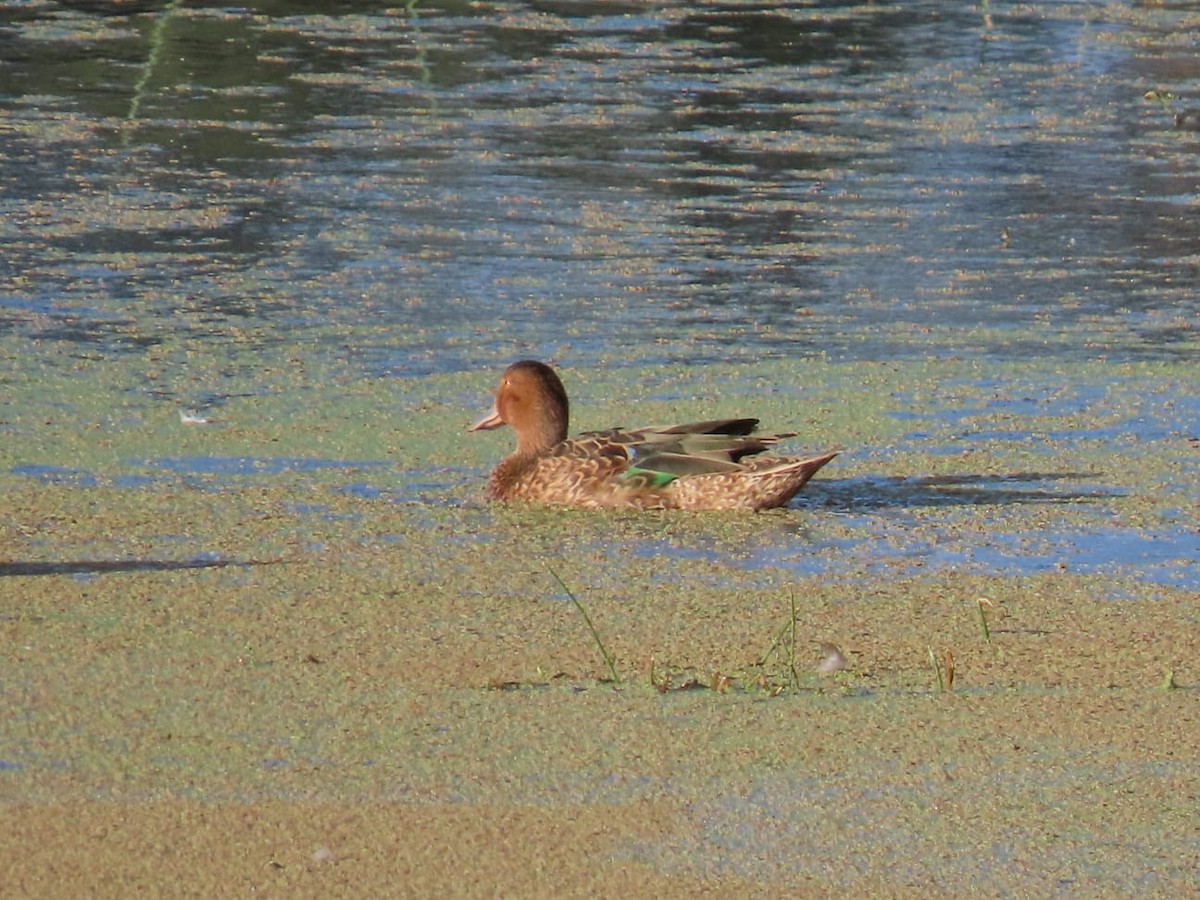 Cinnamon Teal - ML573042111