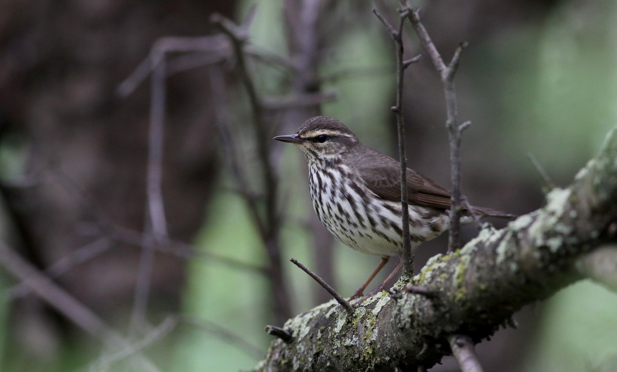 Northern Waterthrush - ML57304231