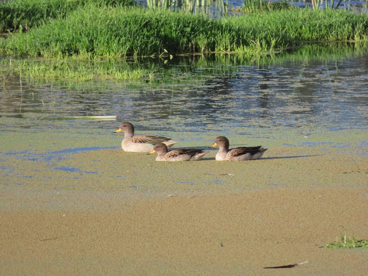 Yellow-billed Teal - ML573042361