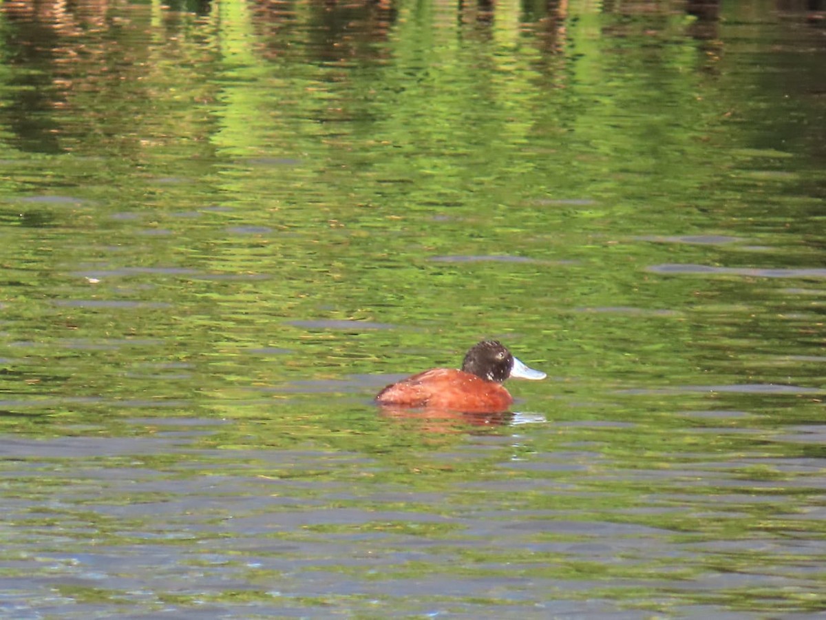 Andean Duck - Luis Fernando Johnson Pozo