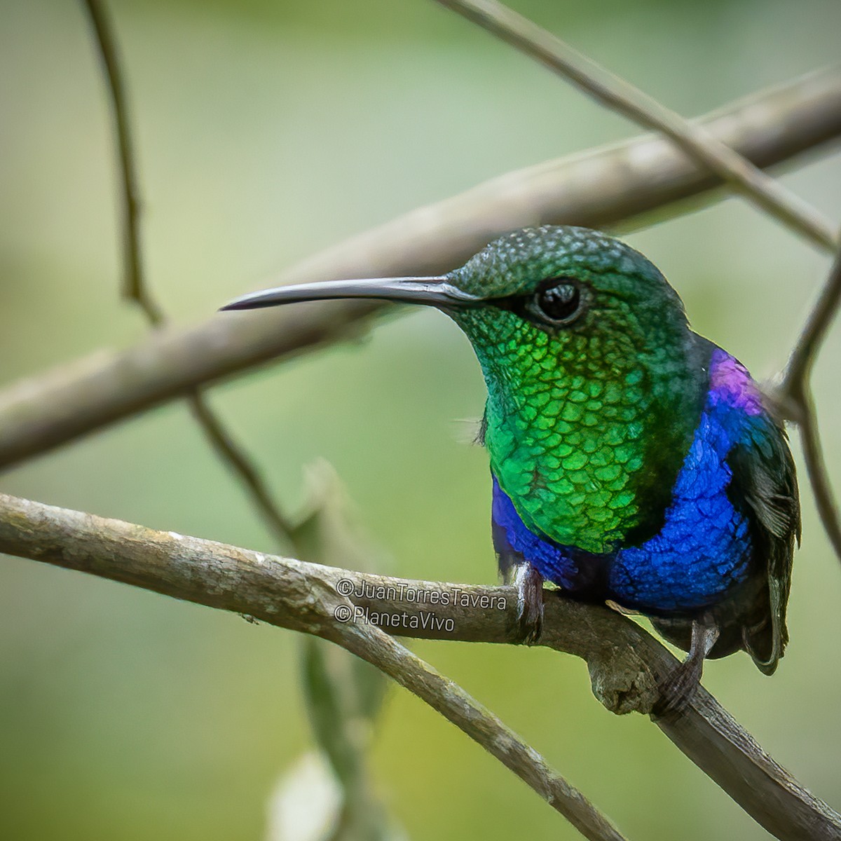 Fork-tailed Woodnymph - Juan Torres Tavera