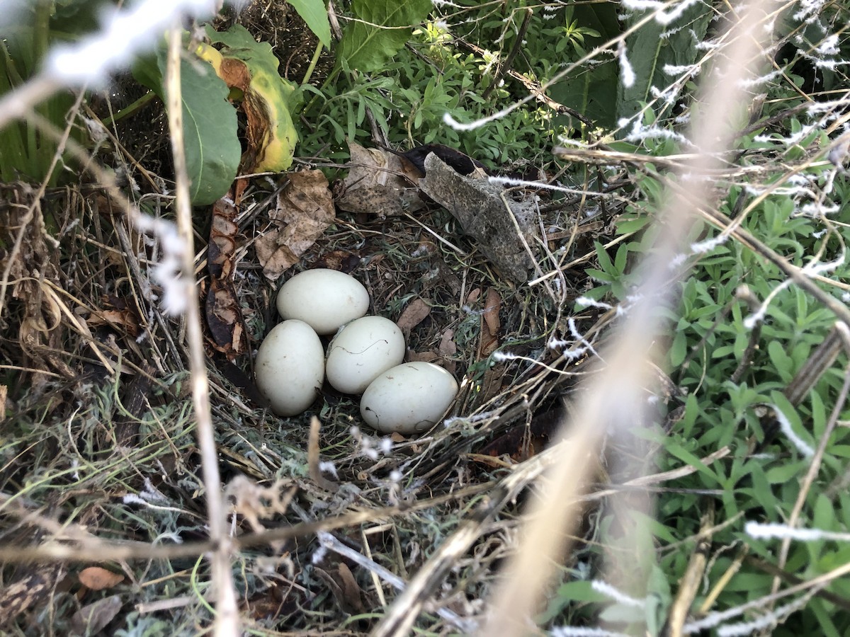 Mallard - ML573043021