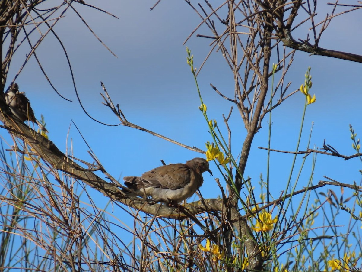 Eared Dove - ML573043521