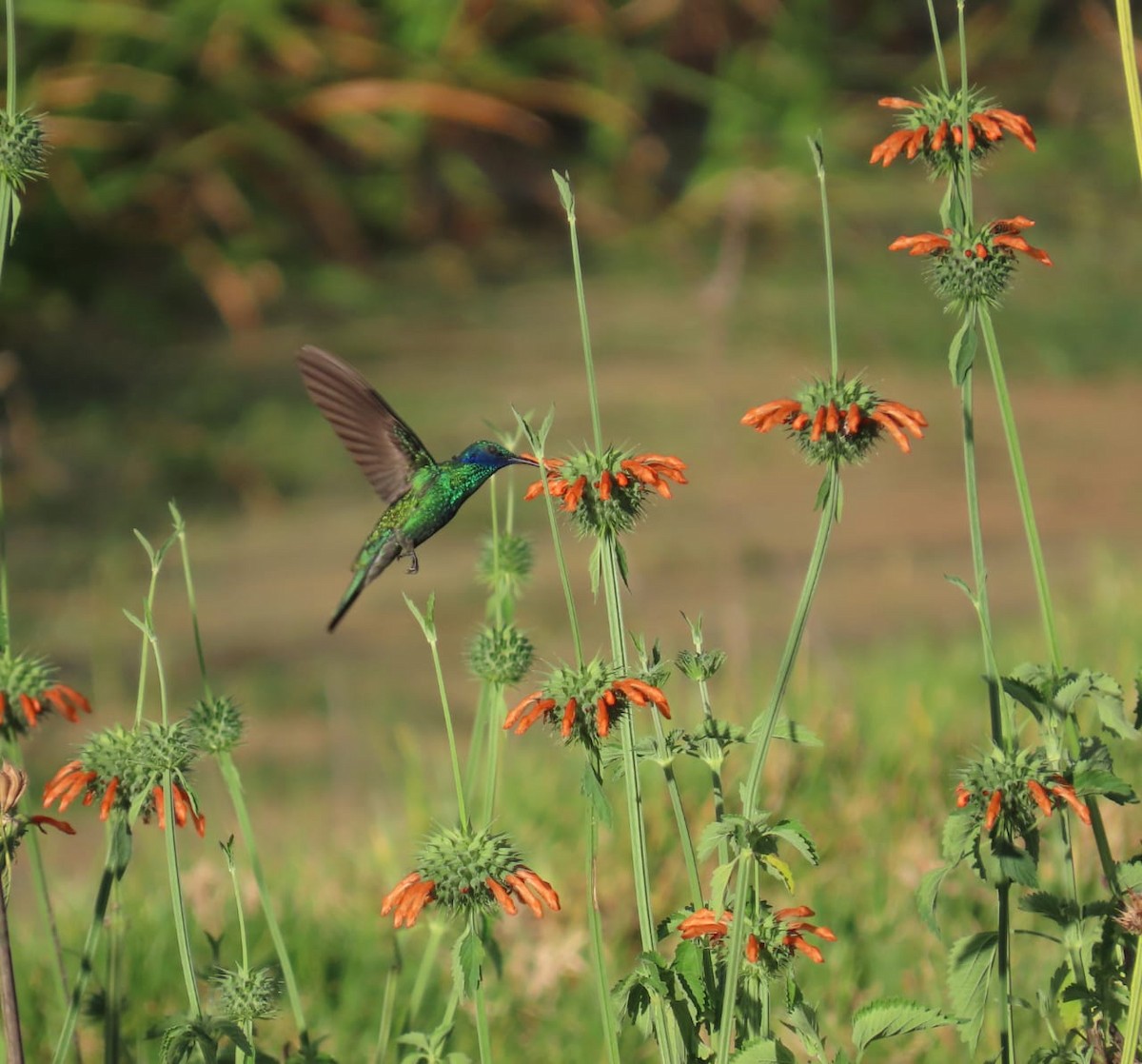 Sparkling Violetear - Luis Fernando Johnson Pozo