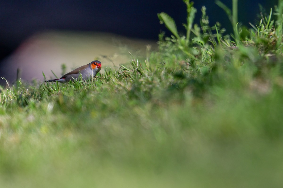 Orange-cheeked Waxbill - ML573043951