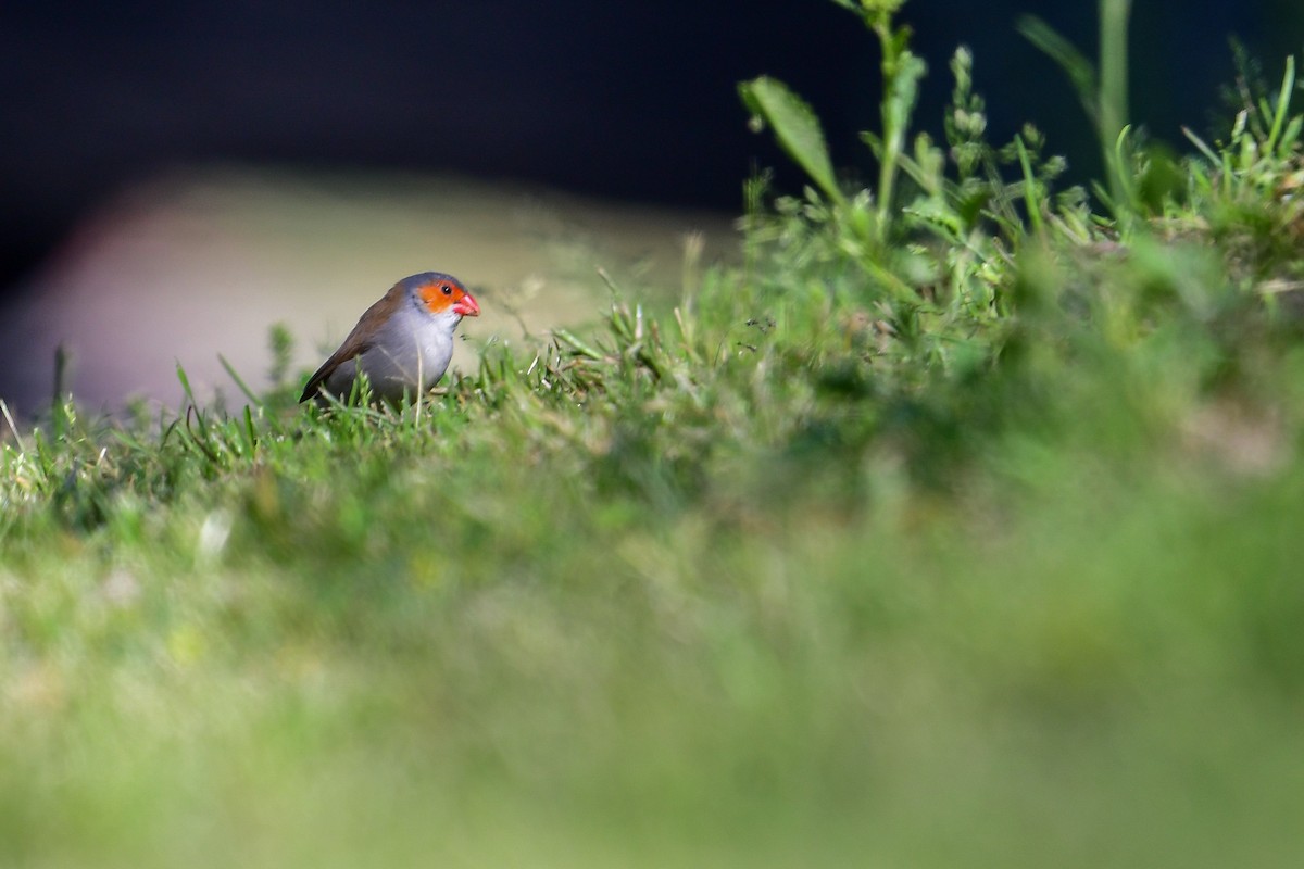 Orange-cheeked Waxbill - ML573043971