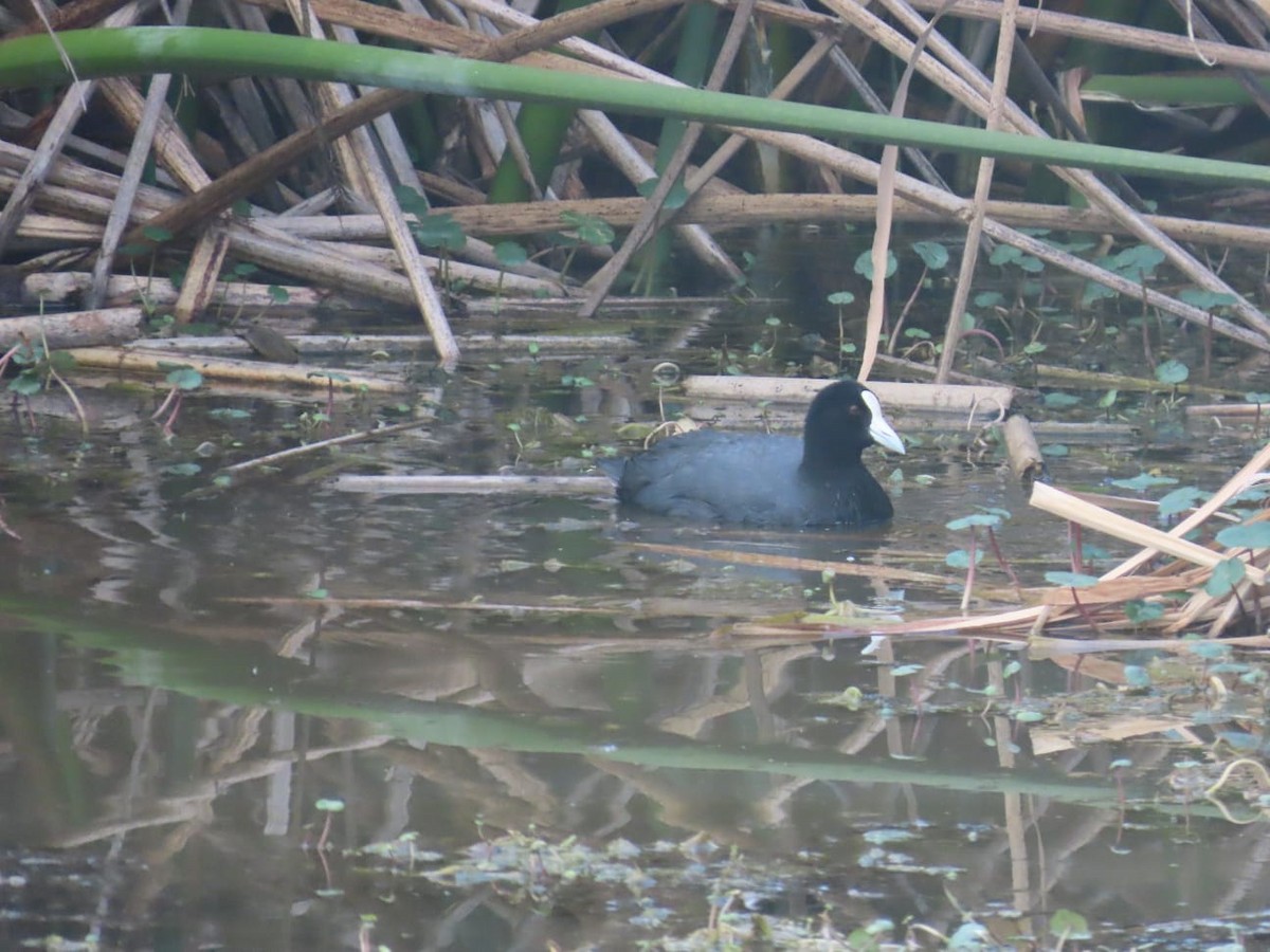 Slate-colored Coot - ML573044041