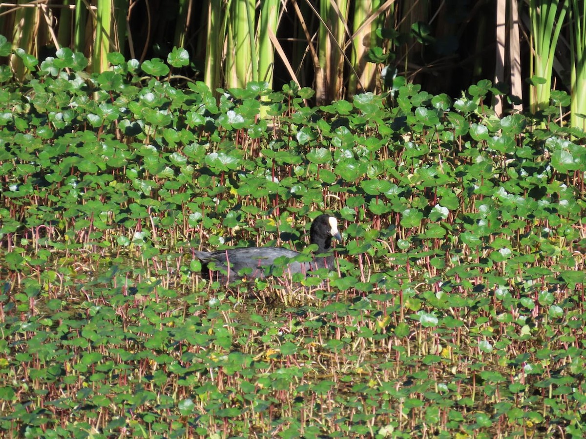 Slate-colored Coot - ML573044151