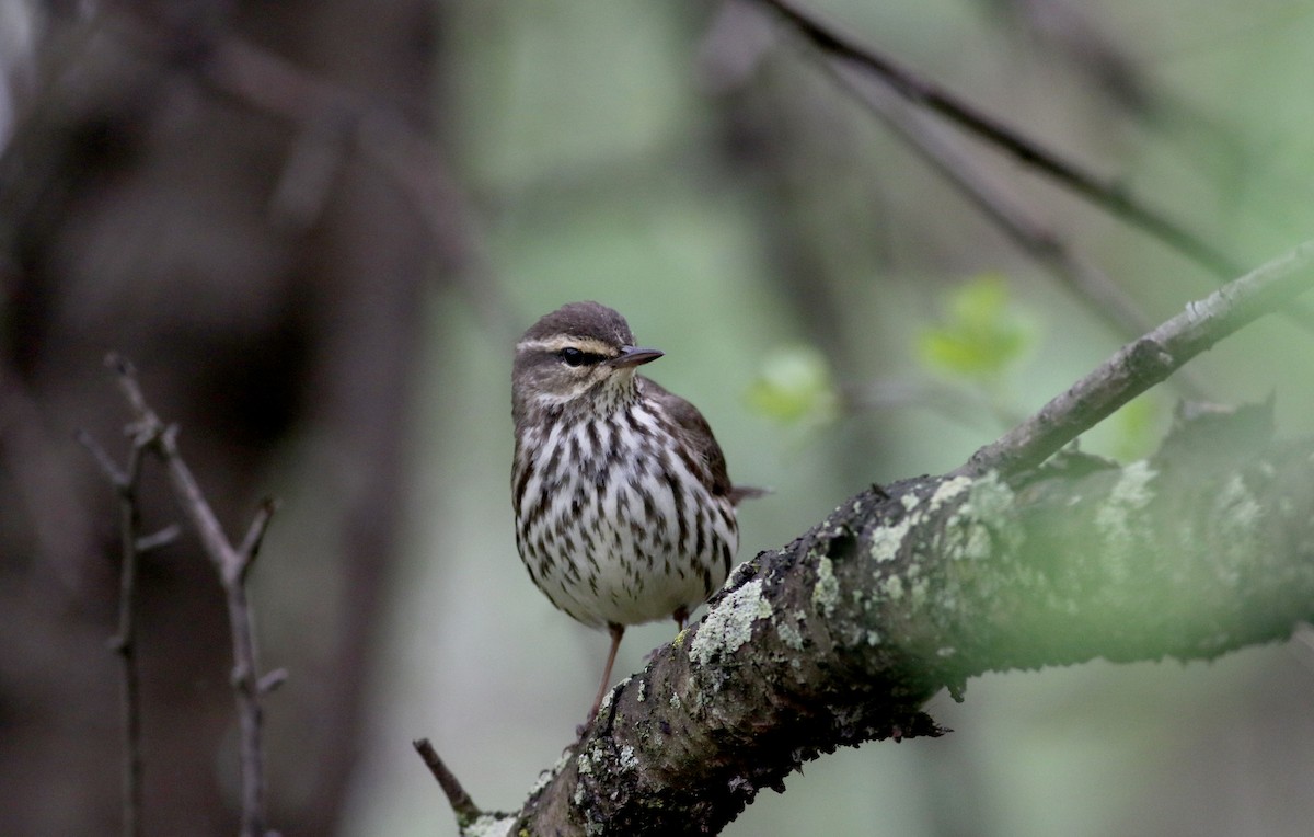 Northern Waterthrush - Jay McGowan