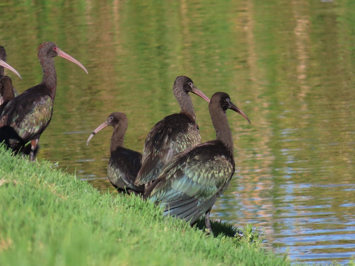 Puna Ibis - Luis Fernando Johnson Pozo