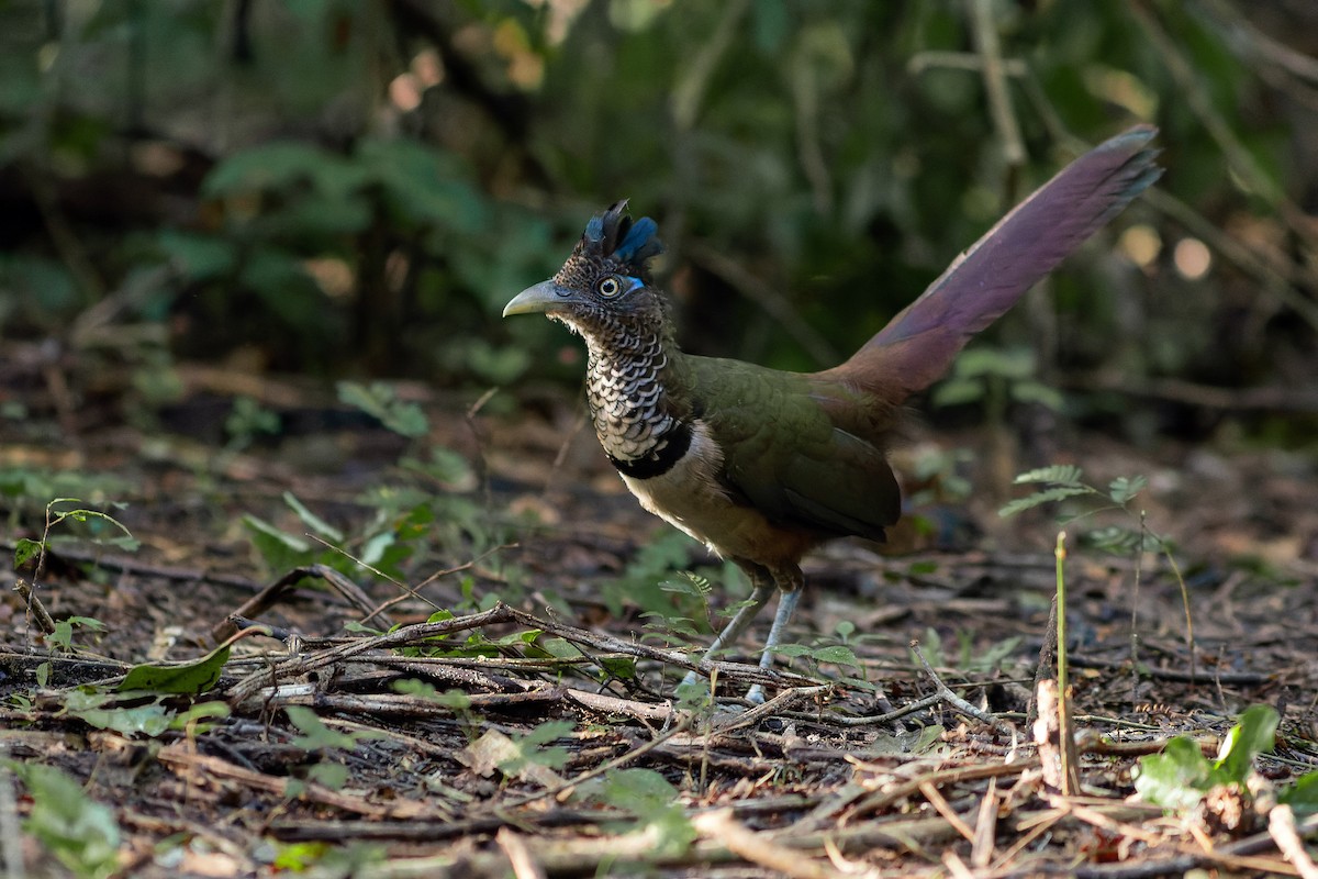 Rufous-vented Ground-Cuckoo - ML573044671