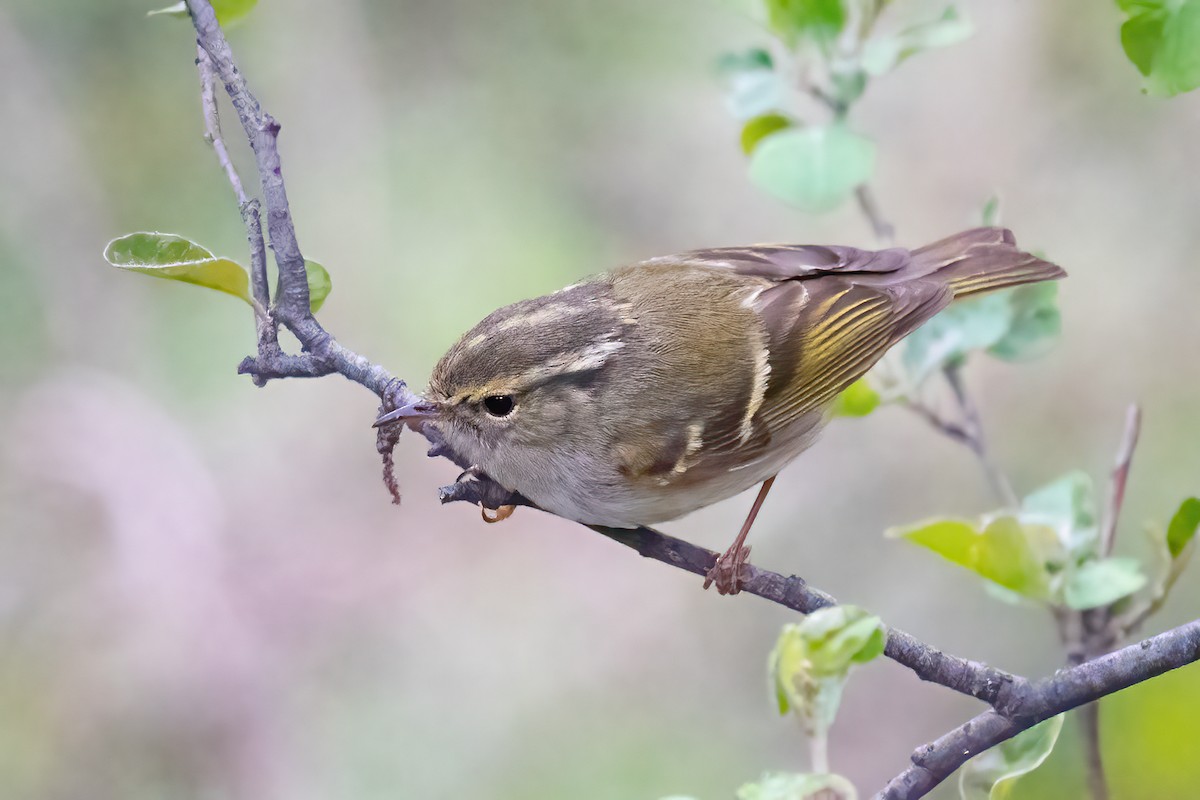 Gansu Leaf Warbler - ML573044691