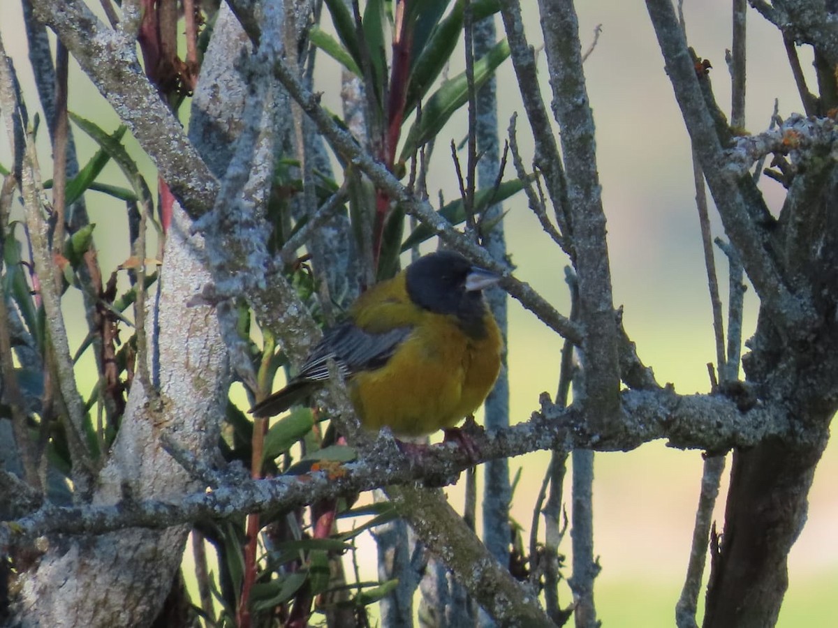 Peruvian Sierra Finch - Luis Fernando Johnson Pozo