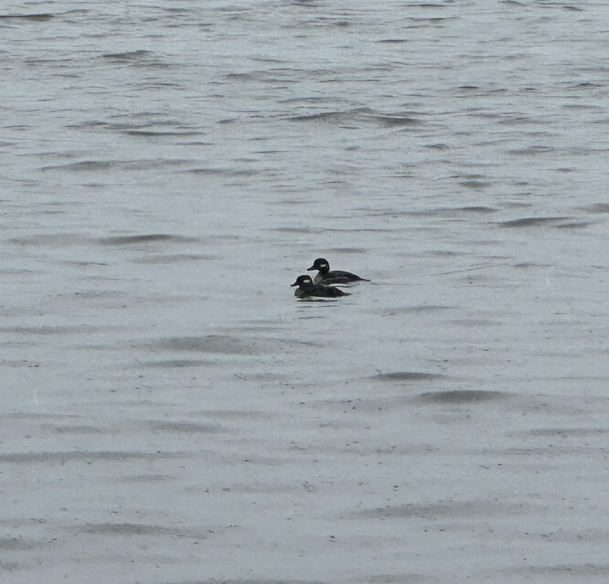 Bufflehead - ML573045551