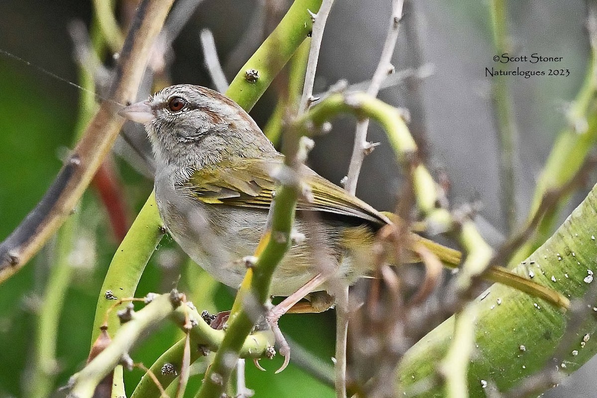 Olive Sparrow - ML573045831