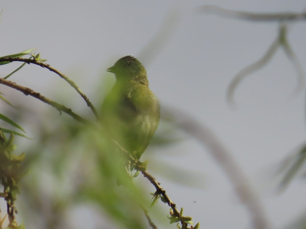 Hooded Siskin - Luis Fernando Johnson Pozo