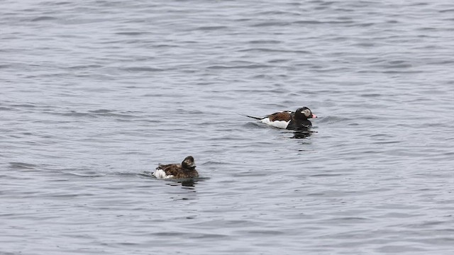 Long-tailed Duck - ML573046241