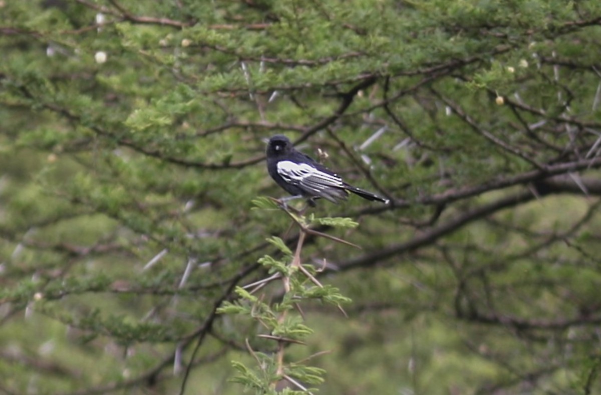 Southern Black-Tit - ML573046991