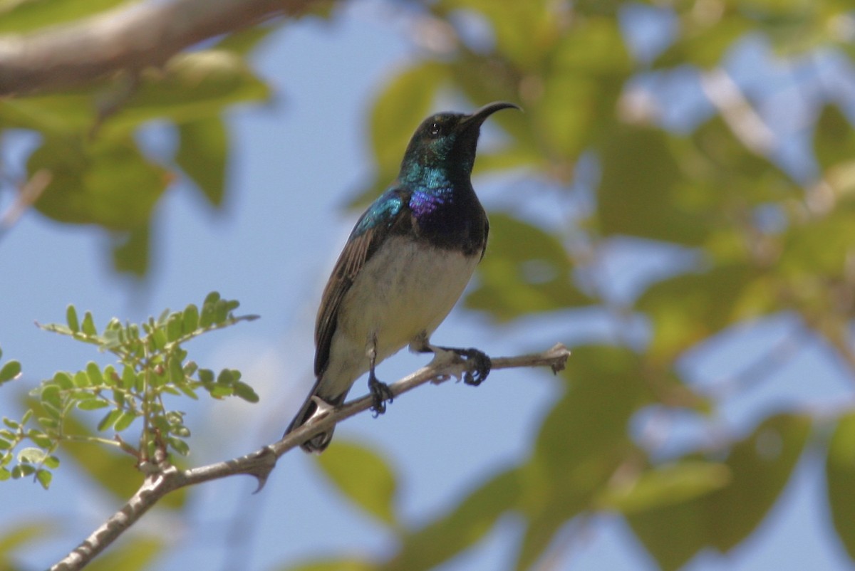 White-breasted Sunbird - ML573047141