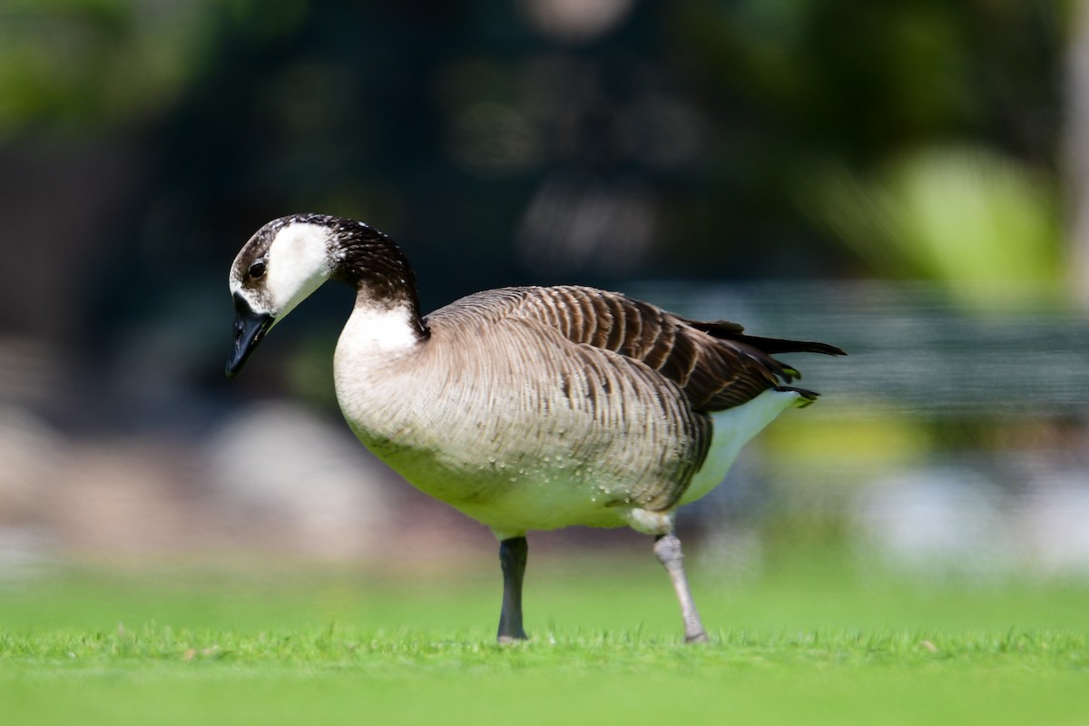 Domestic goose sp. x Canada Goose (hybrid) - ML573047161