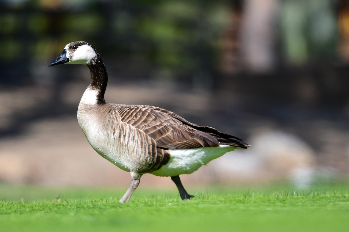 Domestic goose sp. x Canada Goose (hybrid) - ML573047171